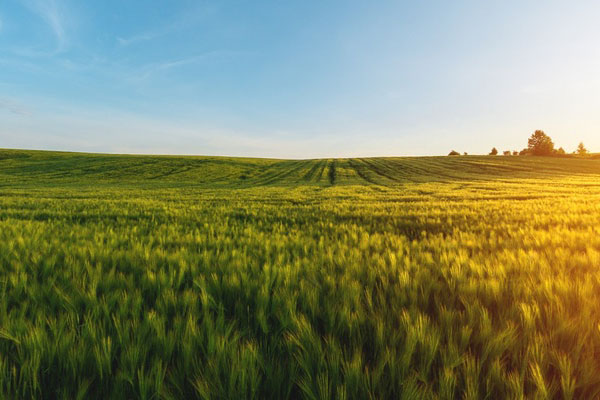 QEMETICA Agricultural Solutions Deutschland GmbH
