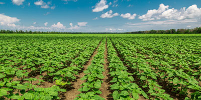 Biznes Agro Niemcy